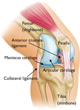 knee anatomy